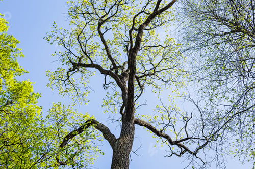 Preview: Tree With Young Leaves In Spring Park Against The Sky