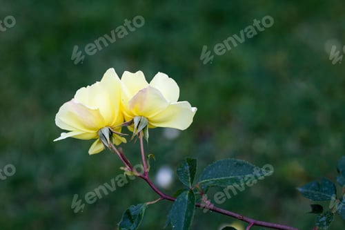 Preview: Colorful, Beautiful, Delicate Rose In The Garden
