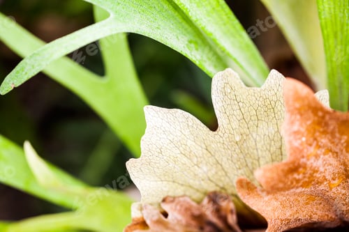Preview: Platycerium Alcicorne Plant In Botanical Garden In Balchik, Bulgaria