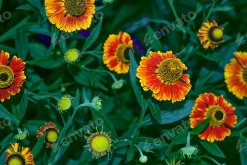 Preview: Bright And Colorful Flowers Marigolds. Autumn Landscape.