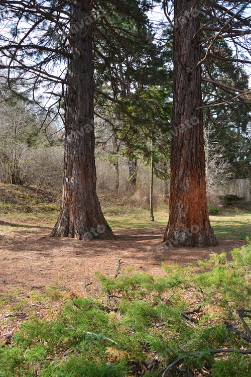 Preview: Sequoia Sempervirens (Coast Redwood) In Botanical Garden