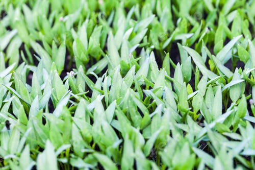 Preview: Texture And Background From Green Grass