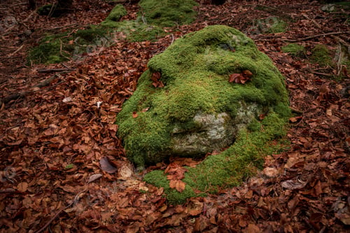 Preview: Moss In Autumn Forest