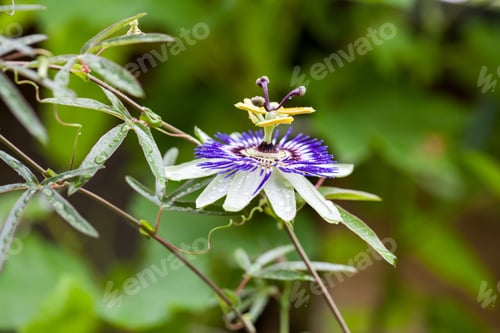 Preview: Passion Flower (Passiflora Incarnata) With Details