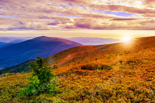 Preview: Coniferous Forest On A Steep Mountain Slope