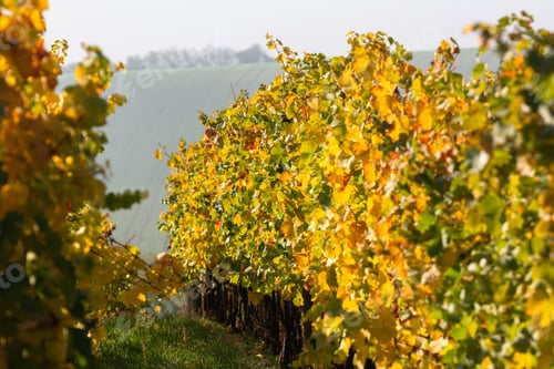 Preview: Autumn Grape Plants In The Czech Republic