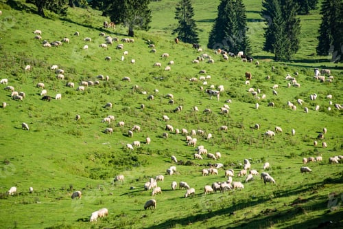 Preview: Herd Of Cows Grazing In Mountain Meadow In Romania