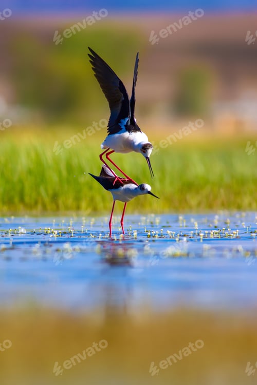 Preview: Mating Birds. Green Nature Background. Birds: Black Winged Stilt