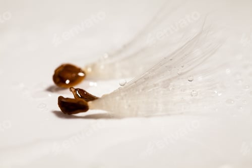 Preview: Abstract Composition With Dried Plants Seeds. Looks Like Dandelion Seeds