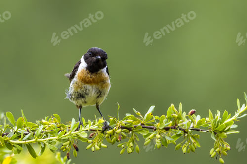 Preview: Cute Little Bird Stonechat. Green Nature Background. Bird: European Stonechat. Saxicola Rubicola.