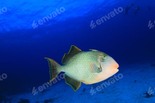 Preview: Yellowmargin Triggerfish