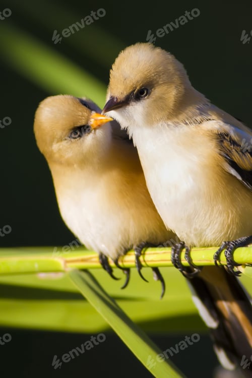 Preview: Romantic Birds. Black Nature Background. Bearded Reedling / Panurus Biarmicus