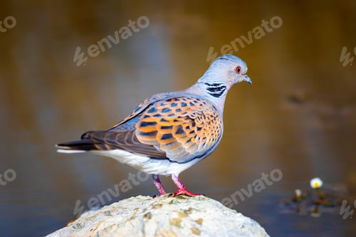 Preview: Colorful Dove. Nature Background. Bird: European Turtle Dove. Streptopelia Turtur.