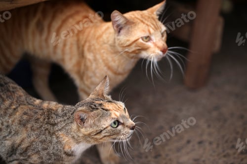 Preview: Portrait Of Two Skinny Stripped Young And Red Cats In Africa, Tricolor And Red, With Natural