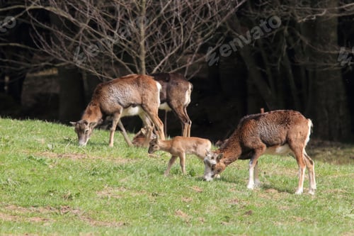 Preview: Big European Mouflon On The Grassland Wild Animal In The Nature Habitat, Saxony , Germany