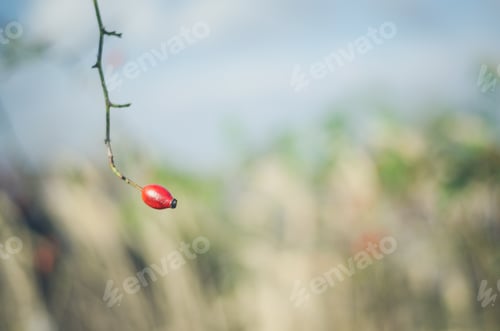 Preview: Red Rose Hip In Autumn Nature