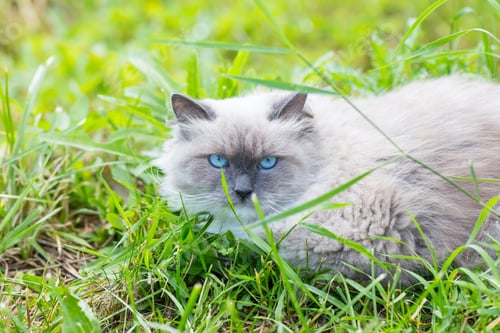 Preview: Beautiful Grey Neva Masquerade Cat Photographed In Outdoor. Cat Portrait