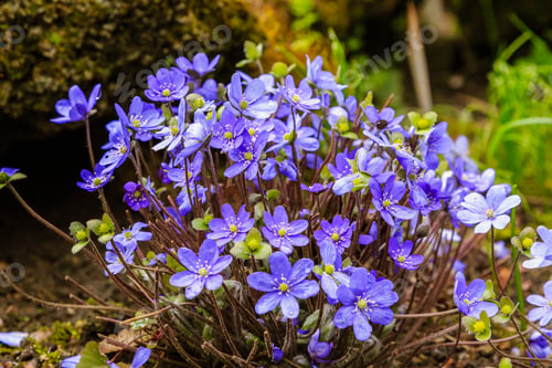 Preview: Early-Flowering Bulbous Plants Hepatica With Beautiful Blue Flowers. A Beautiful Spring Flower