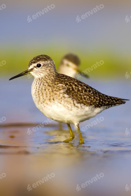 Preview: Cute Bird Sandpiper. Colorful Nature Background Marsh Sandpiper / Tringa Stagnatilis