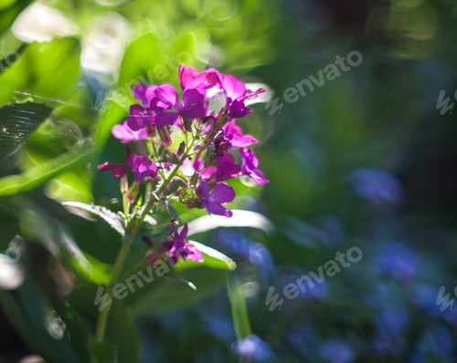 Preview: Heart Shape Flowers Blooming At Springtime. Nature Background
