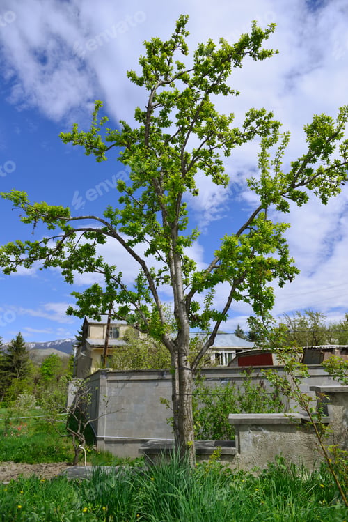 Preview: Plum Tree Against Sunny Blue Sky