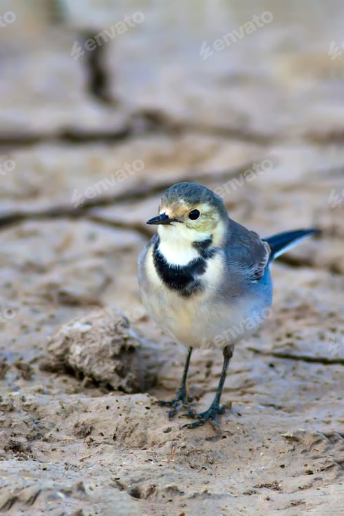 Preview: Drought And Bird. Dry Soil Background.