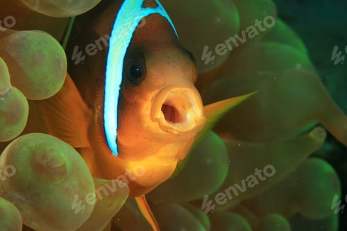 Preview: Red Sea Anemonefish (Amphiprion Bicinctus)