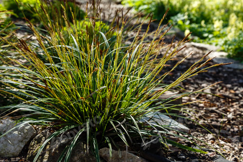 Preview: Carex Morrowii In Spring Garden