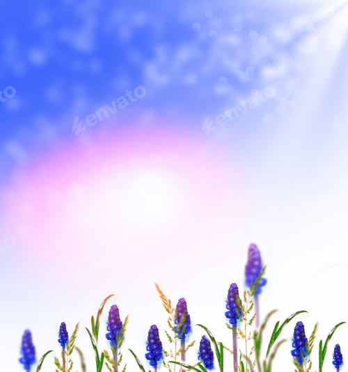 Preview: Bright And Colorful Flowers Of Hyacinth On The Background Of The Spring Landscape