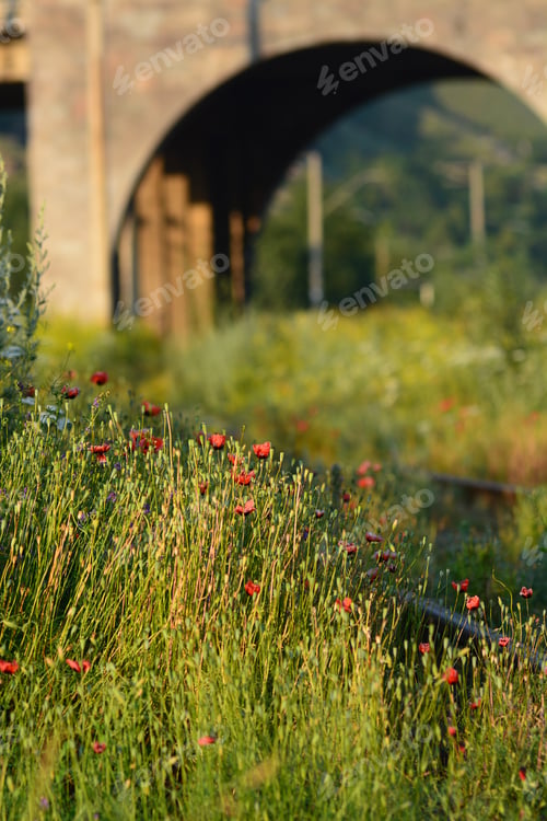 Preview: Wild Poppies Growing Near The Railroad Tracks