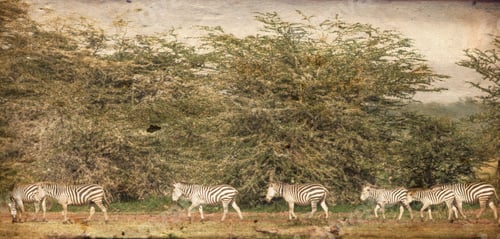 Preview: Zebras In The Lake Manyara National Park, Tanzania