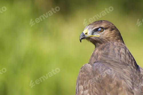 Preview: Wild Bird. Portrait. Bird Of Prey. Bird: Common Buzzard. Buteo Buteo. Green Nature Background.