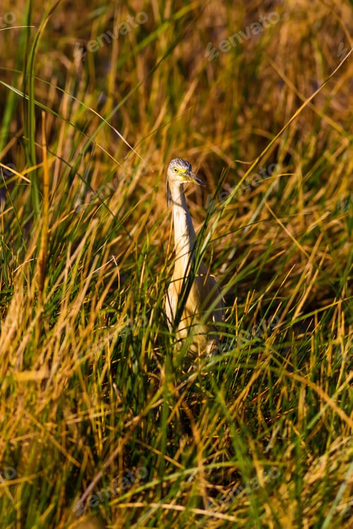 Preview: Yellow Heron. Yellow Grass Background. Squacco Heron