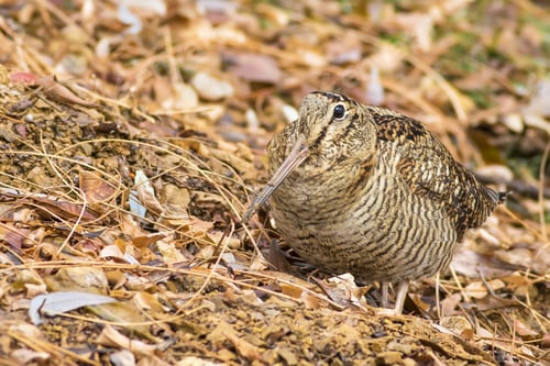 Preview: Woodcock. Camouflage Bird. Dry Leaves. Brown Nature Background. Bird: Eurasian Woodcock. Scolopax