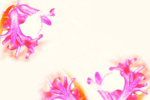 Preview: Nature. Snowdrop Flower Growing In Snow. Abstract Natural Background.
