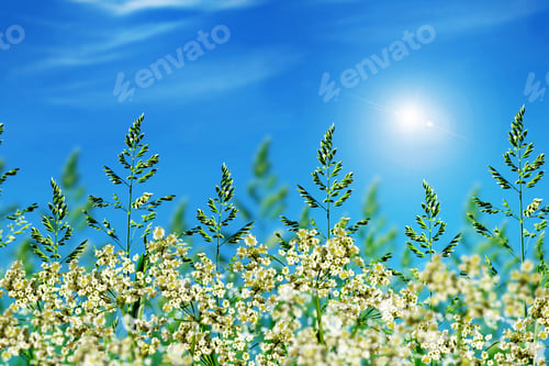 Preview: Green Grass On Blue Sky Background