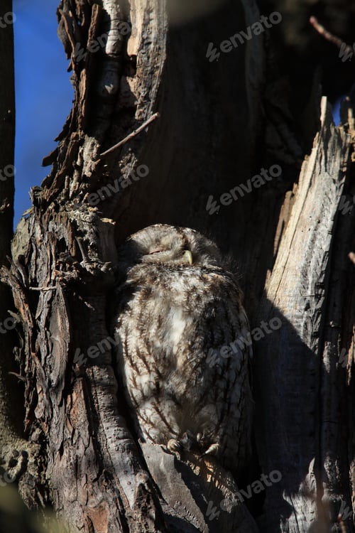 Preview: Tawny Owl Or Brown Owl (Strix Aluco) In A Hollow Tree Stump Germany