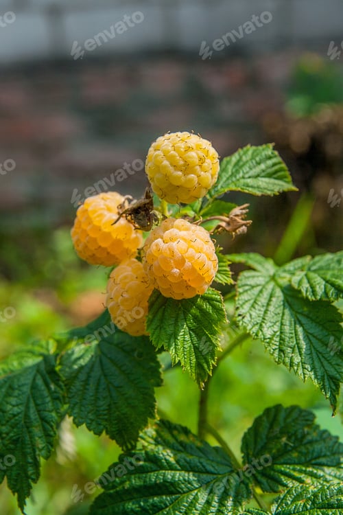 Preview: Lots Of Red Ripe Yellow Raspberries On A Bush. Close Up Of Fresh Organic Berries With Green Leaves