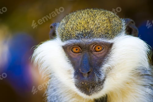 Preview: Cute Vervet Monkey. Blur Background. Monkey Portrait.