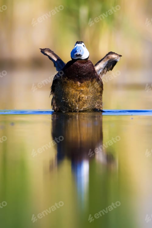 Preview: Swimming Duck. Colorful Nature Background. Bird: White Headed Duck. Oxyura Leucocephala.