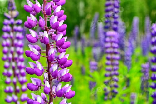 Preview: Summer Landscape With Beautiful Bright Lupine Flowers