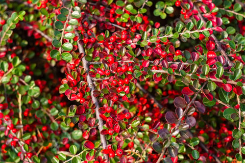 Preview: Clusters Of Red Berries Of A Cotoneaster Horizontalis Decne. Illuminated By Soft Evening Sunlight