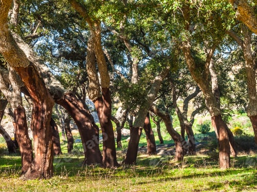 Preview: Cork Oaks In The Andalusian Countryside. "Parque De Los Alcornocales", Algeciras, Andalusia, Spain