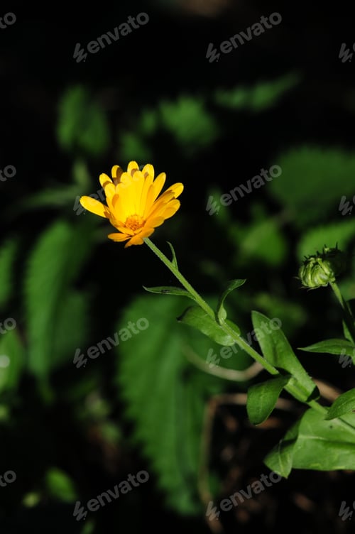 Preview: Pot Marigold (Calendula Officinalis)