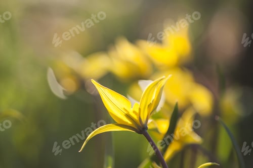 Preview: Yellow Wild Tulip (Bieberstein Tulip) In Its Natural Habitat