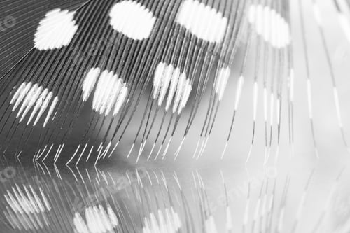 Preview: Guinea Hen Feather With Dark Background