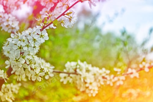 Preview: Blossoming Branch Cherry. Bright Colorful Spring Flowers
