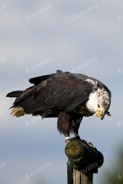 Preview: African Fish Eagle (Haliaeetus Vocifer)
