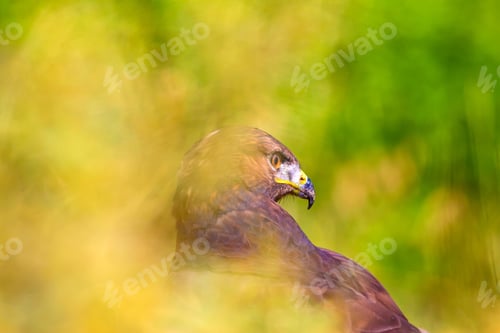 Preview: Bird Of Prey. Portrait Of Buzzard. Green Nature Background.