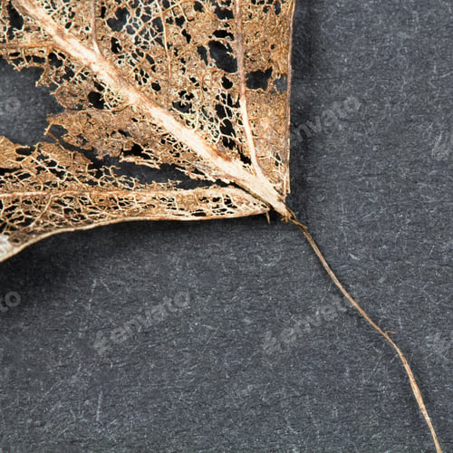 Preview: Texture With Rotten Leaves With Fibers - Filigree Abstract